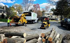 How Our Tree Care Process Works  in  Ferndale, MD