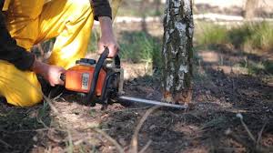 Seasonal Cleanup (Spring/Fall) in Ferndale, MD