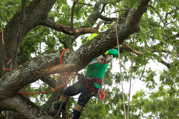 Best Arborist Consultation Services  in Ferndale, MD