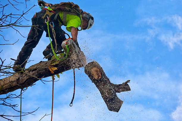 Best Tree Removal  in Ferndale, MD